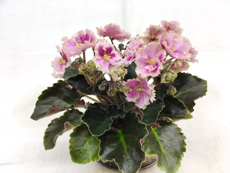 Rob's Antique Rose (R. Robinson)