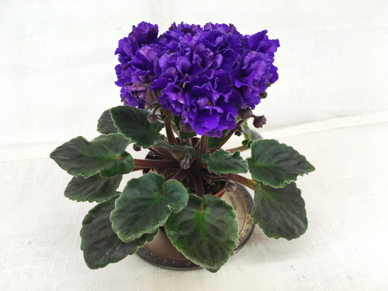 Lyon's Little Sweetheart (S.Sorano)