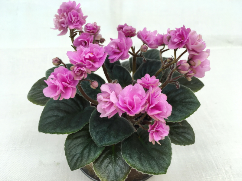 Rosy Cheeks   (LLG/P.Sorano)