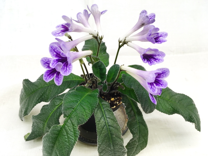 Bristol's Blue Bonnet (R. Robinson)