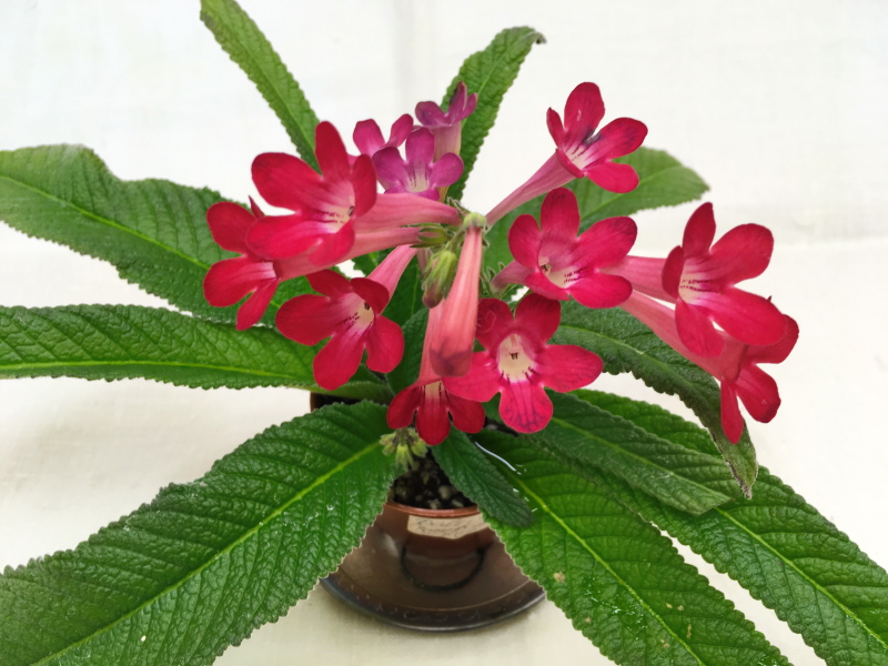 Dale's Smokin' Hot (D. Martens)