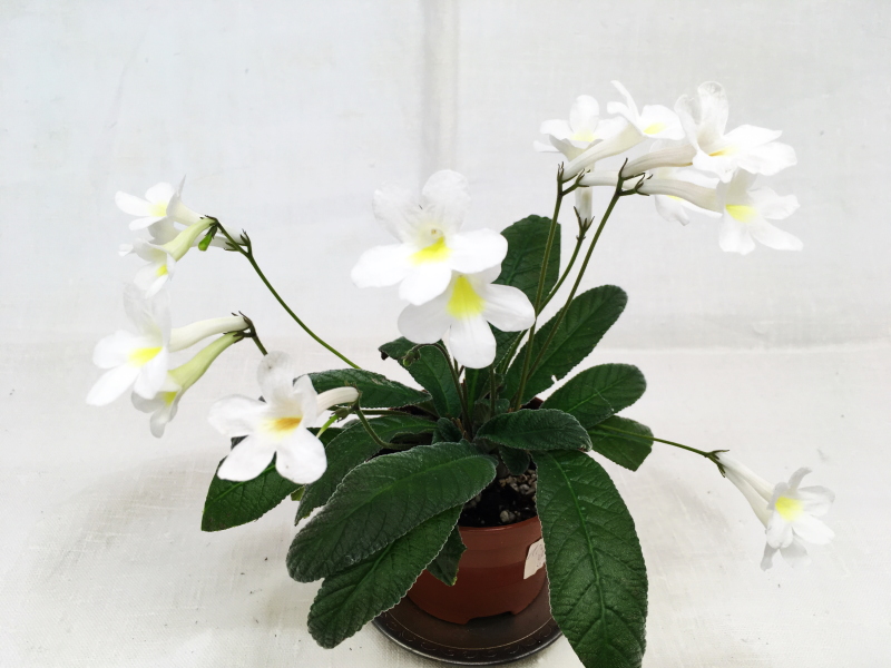 Heartland's White Gold (D. Martens)