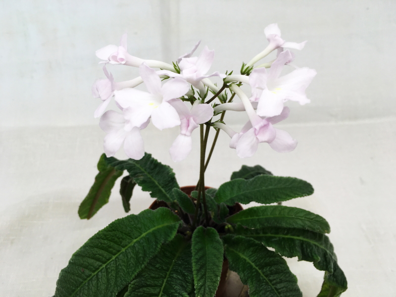 Heartland's Snowflakes (D. Martens)