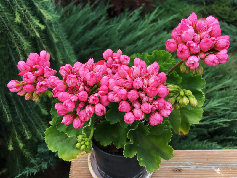 Pink Pandora