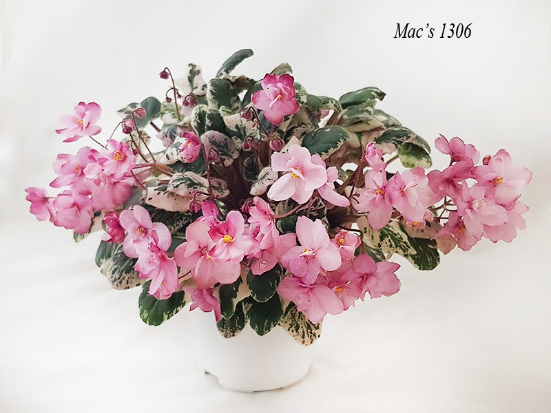 Mac's 1306.jpg