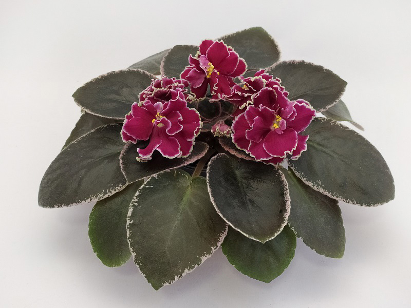 ЕК-Розы в Снегу.jpg