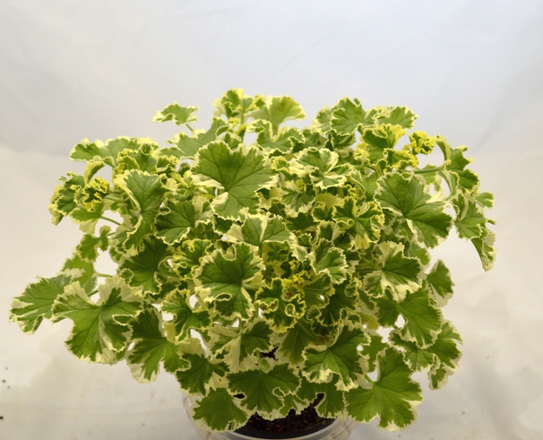 P. crispum 'Variegatum' (P. crispum 'Variegated Prince Rupert')