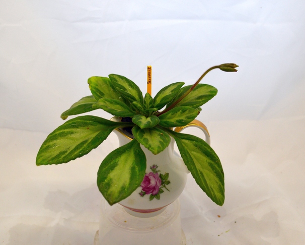 Primulina sinensis Souvenir (P. Shalit)