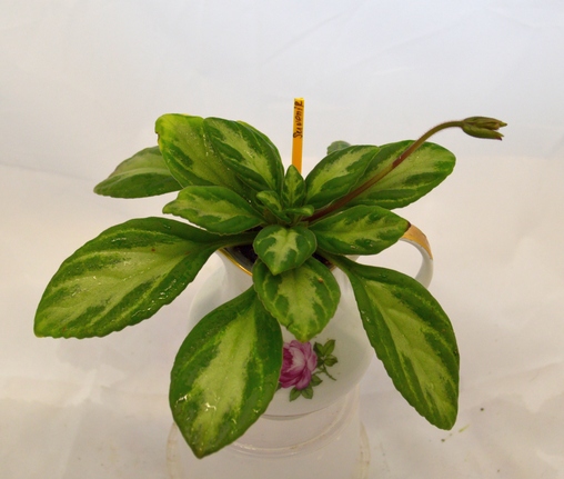 Primulina sinensis Souvenir (P. Shalit)