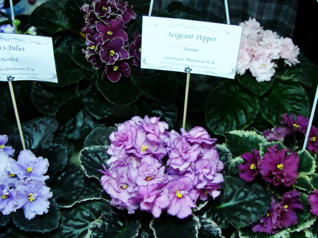 6d84f3eb5ed7.jpg