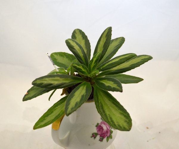 Primulina Rachel