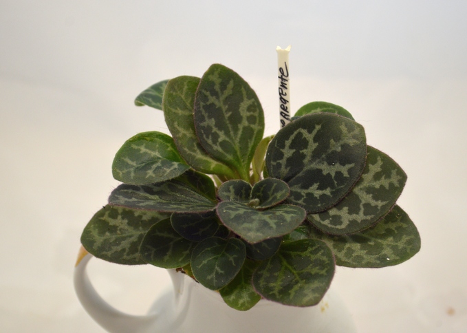 Silver Jade