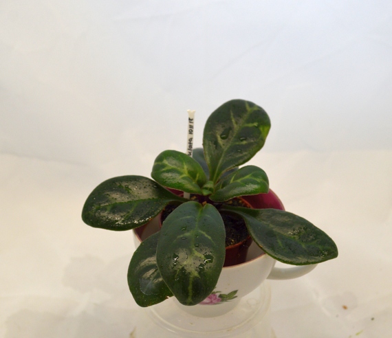 Р.minutimaculata