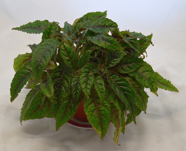 Nautilocalyx forgettii