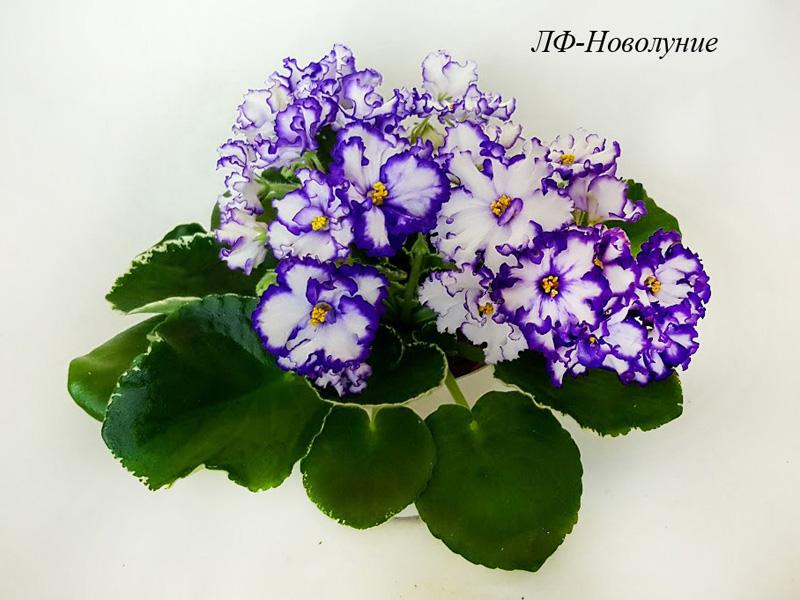 ЛФ-Новолуние.jpg