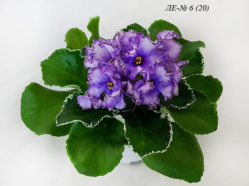 ЛЕ-№ 6 (20).jpg