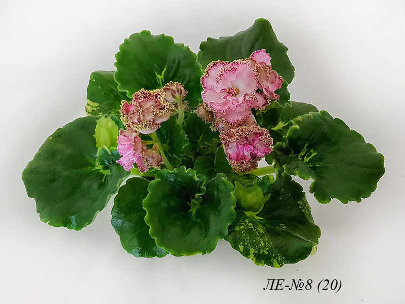 ЛЕ- №8 (20).jpg