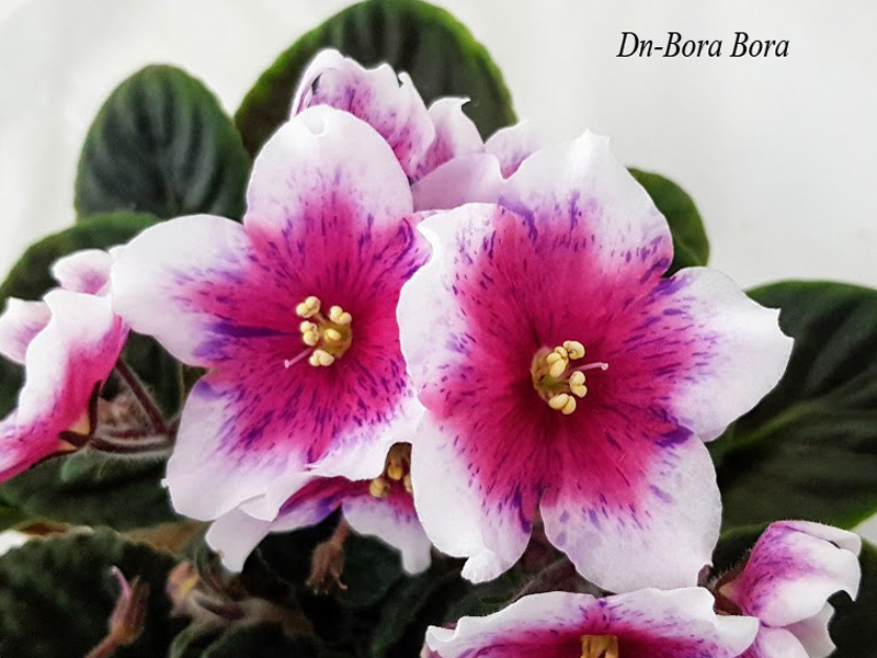 Dn-Bora Bora.jpg