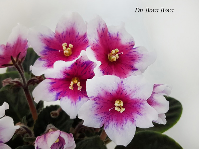 Dn-Bora Bora1.jpg