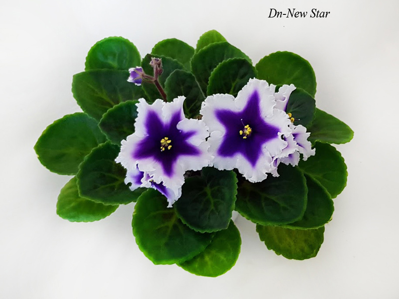 Dn-New Star.jpg