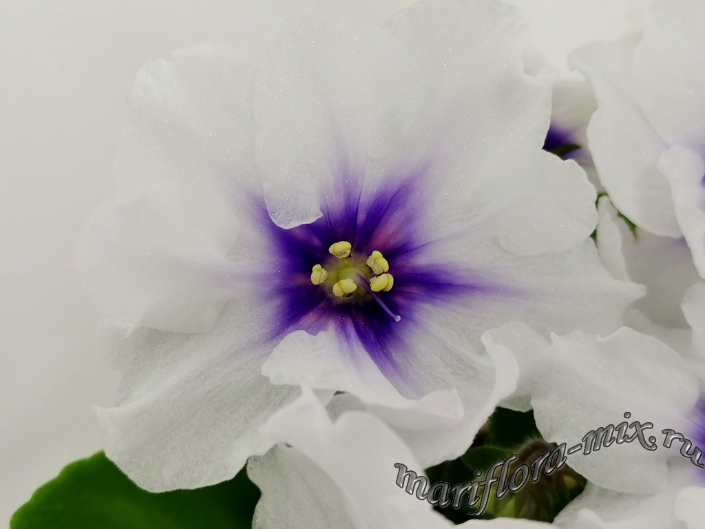 IMG_20200126_210647.jpgDn-Гармонiя.jpg