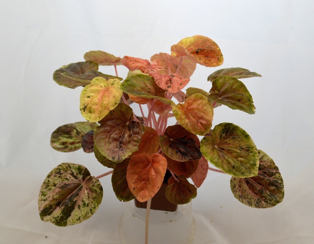 Peperomia Caperata Variegated