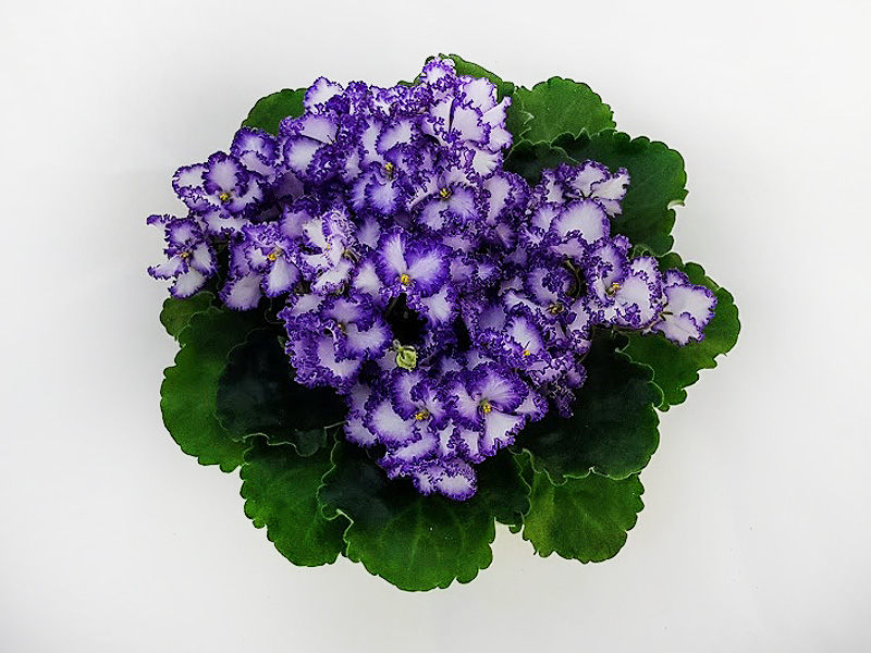 1 - Optimara EverPrecious (R. Holtkamp)  Н.Дорофеев.jpg