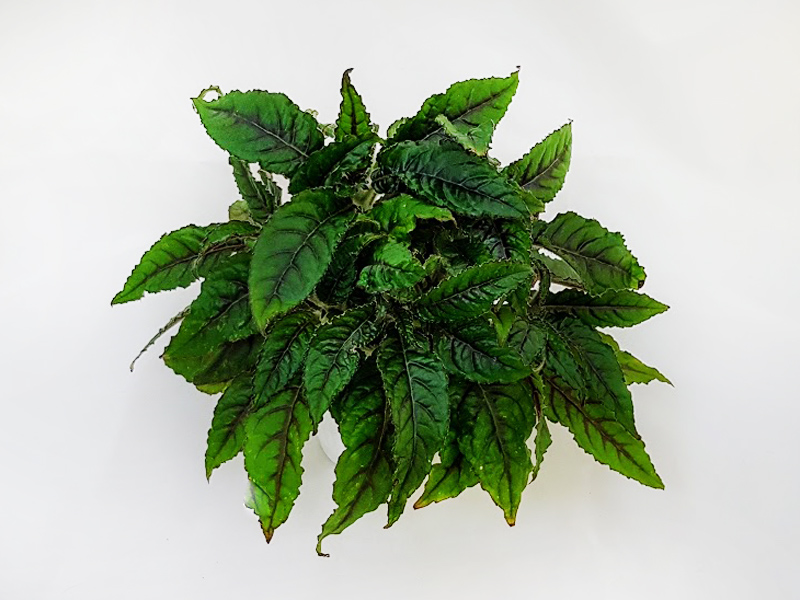 1 - Nautilocalyx forgetii  И.Рачков.jpg