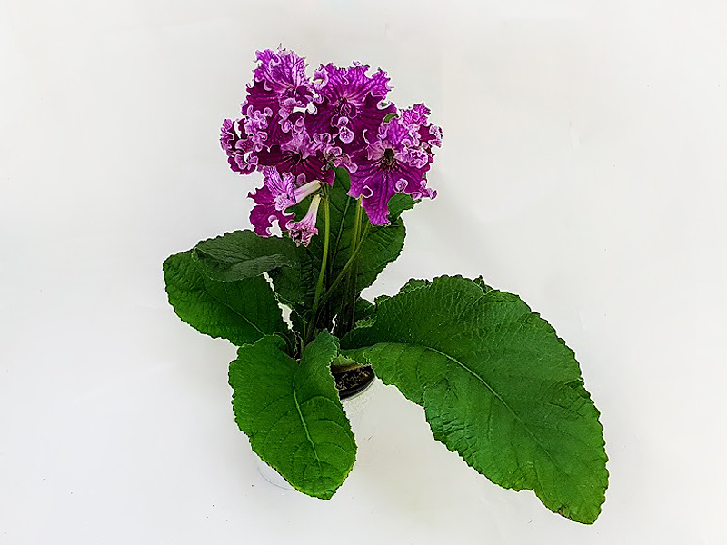 1 — DS-Лена (Dimetris)  О.Кособокова.jpg