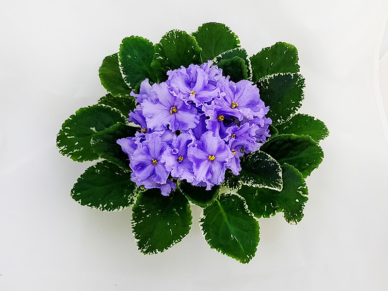1 — 7 Голубей (Калгины)  Л.Пак.jpg