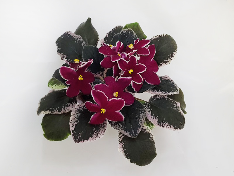 1 - Meant to Be (LLG)  Л.Пак.jpg