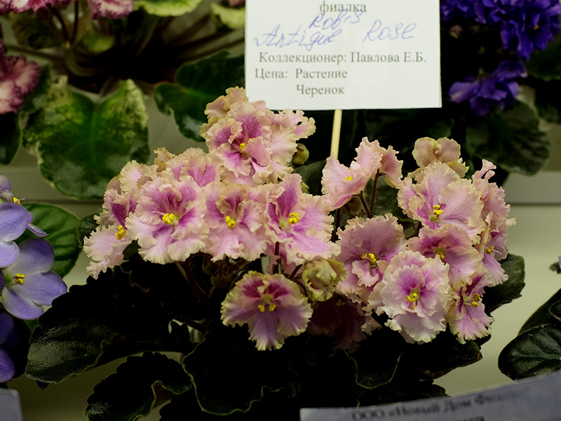 Robs Antique Rose, кол.Павлова.jpg