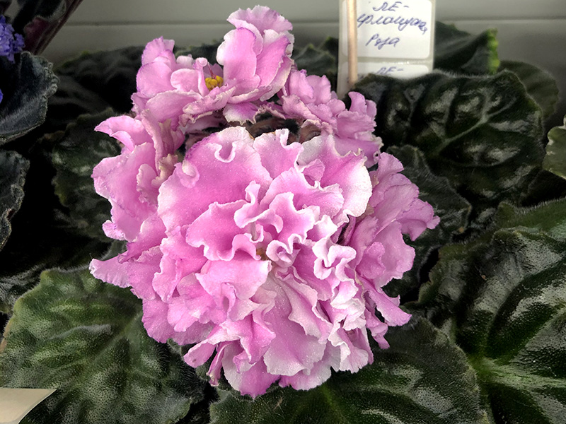 ЛЕ-Ирландская Роза, кол.Стуленкова