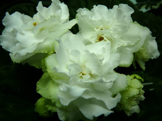 Spring Rose.jpg