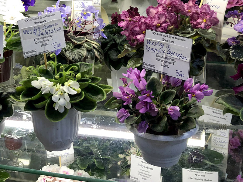 мини , кол.Клещукова