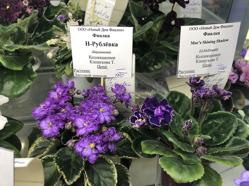 мини, кол.Клещукова