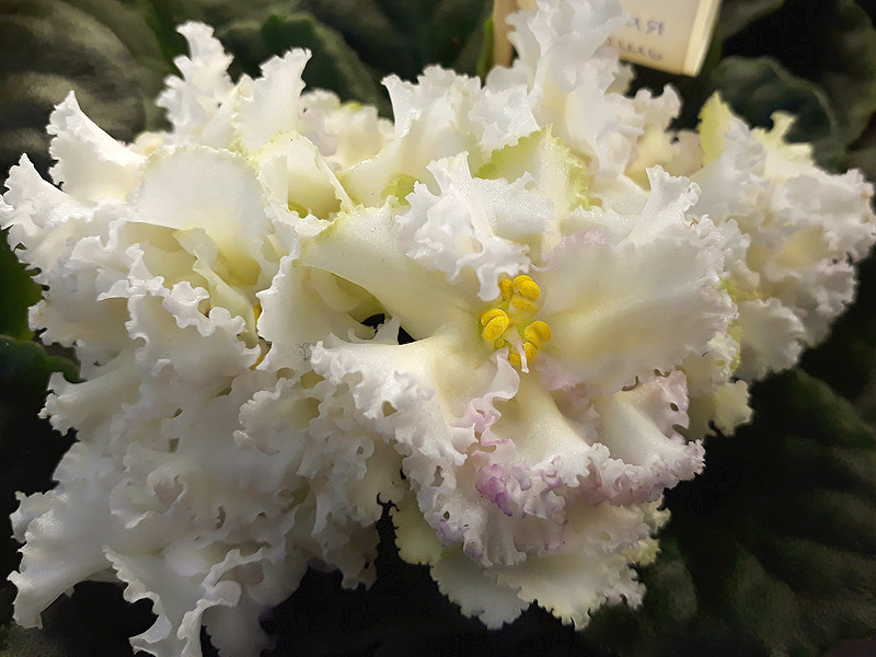 РС-Золотая Роскошь, Петров.jpg