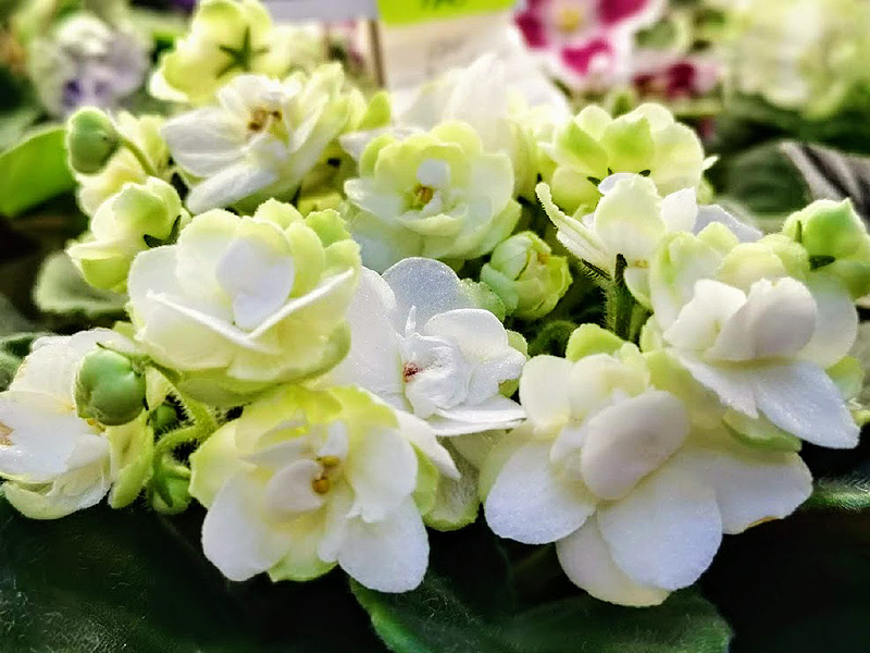 Optimara mySunshine (Стуленкова).jpg