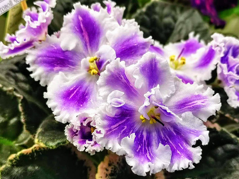 ВаТ-Птица Счастья.jpg