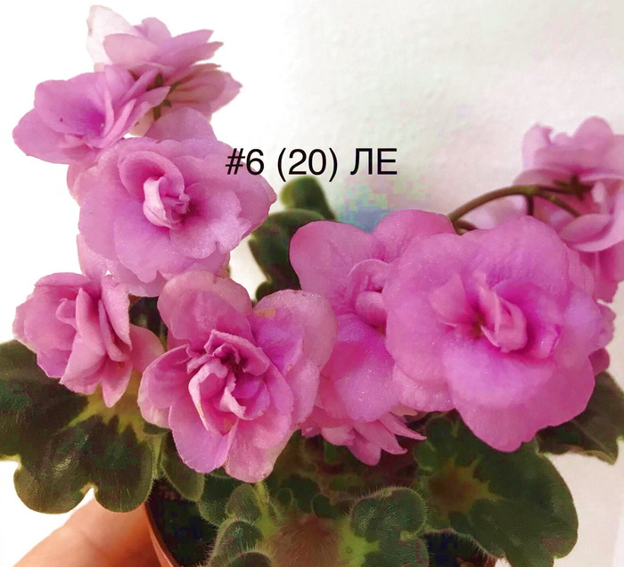 ЛЕ-American Girl 6.jpg