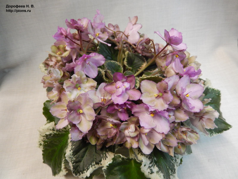 Wild Irish Rose
