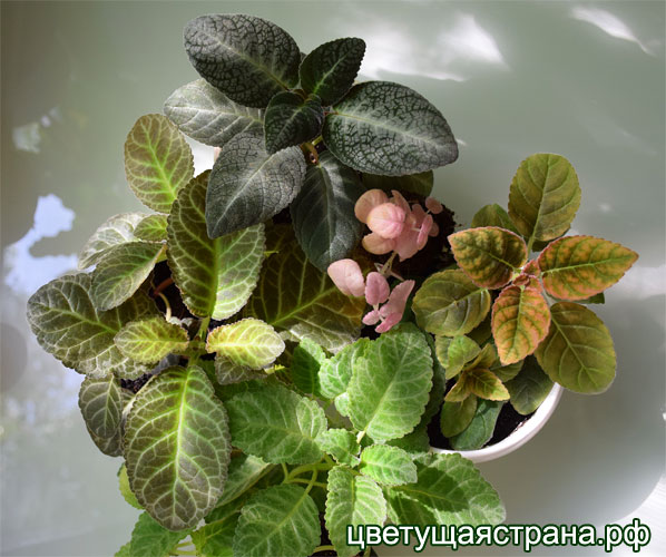 gloxinia-germinate1.jpg