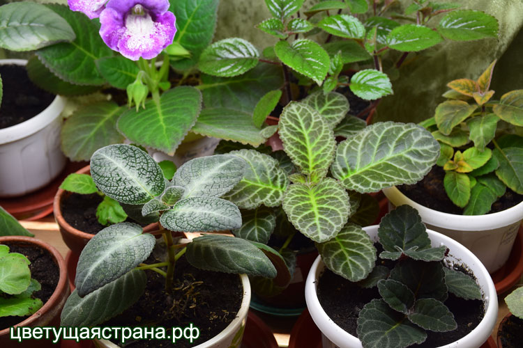 gloxinia-germinate.jpg
