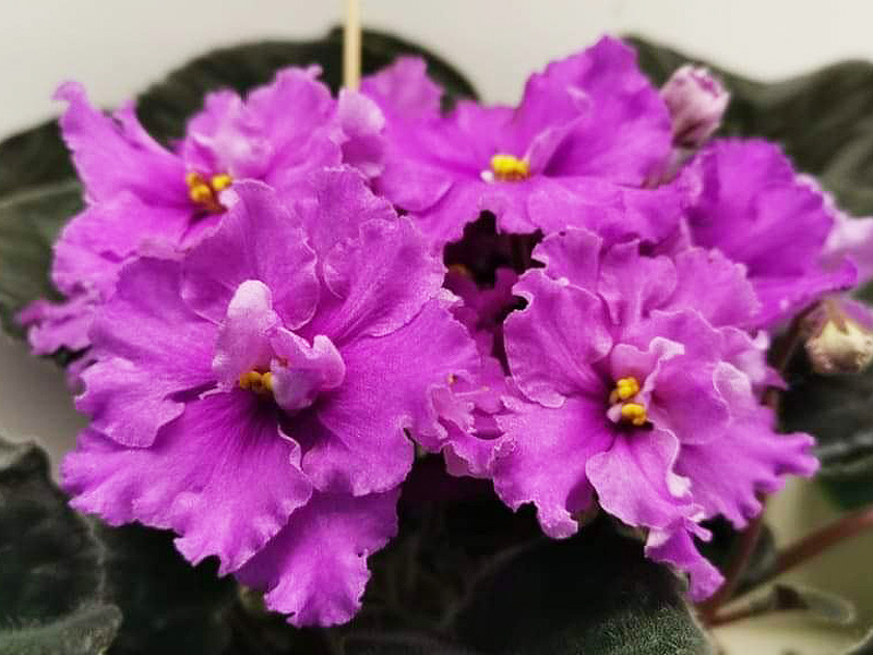 Былина (Пак).jpg