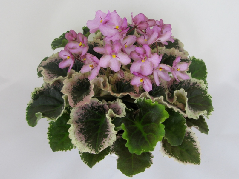 Wild Irish Rose.JPG
