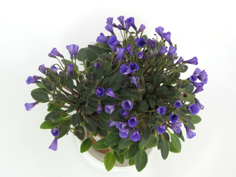 Vallarta Campanas Moradas.JPG