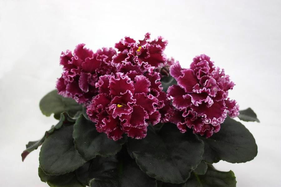 ЛЕ-Взбитые Сливки Red.jpg