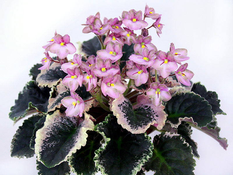 Wild Irish Rose2.jpg