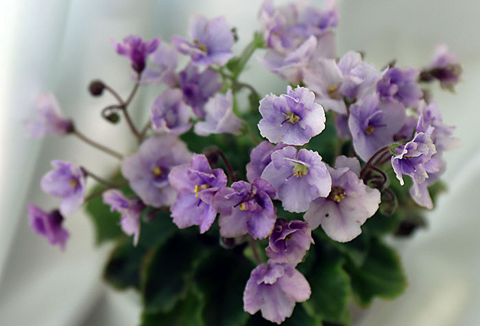 Lavender Fairy.jpg