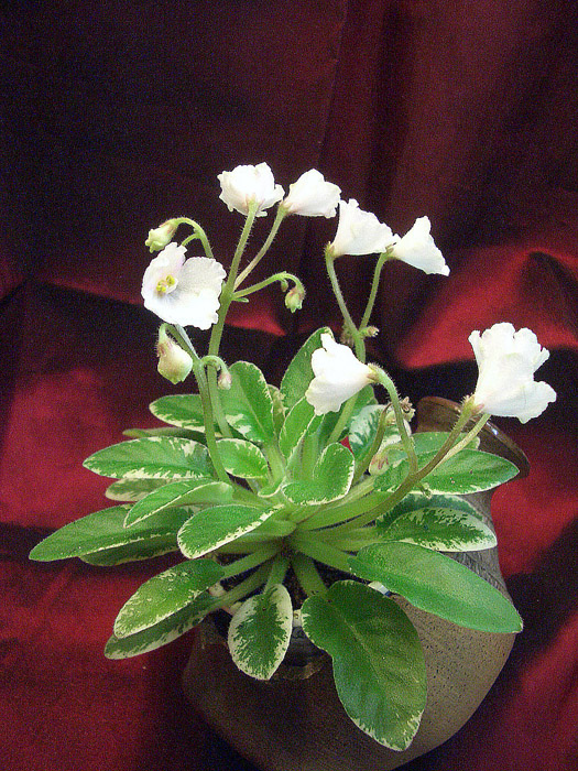 Two-w Sandellen.jpg